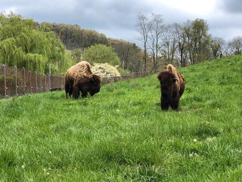 American bison Ten Bears (left) and Kicking Bird (right) at the Smithsonian Conservation Biology Institute in Front Royal, Virginia. American bison Ten Bears (left) and Kicking Bird (right) at the Smithsonian Conservation Biology Institute in Front Royal, Virginia.