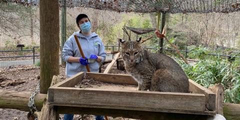 An animal keeper stands behind a bobcat that is sitting on a wooden perch in its outdoor enclosure.