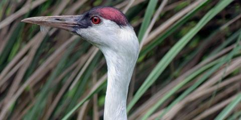 A close-up photo of the profile of a hooded crane's head with tall grasses in the background