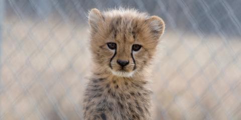 Can genomics help assess the health of the cheetah population? Find out in this seminar! cheetah cub