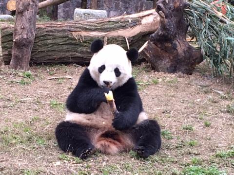 Giant panda Bao Bao eats a piece of bamboo at her new home in China at the Dujiangyan panda base. Giant panda Bao Bao eating bamboo in China at the Dujiangyan panda base