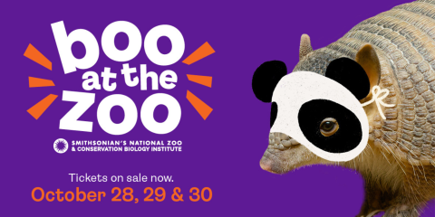 Armadillo wearing a pretend Halloween giant panda mask in advertisement for Boo at the Zoo event.