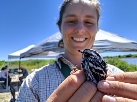FMBC field researcher Emma Cox holds a small bird, called a black-and-white warbler, in her hand and prepares to release it after banding it.