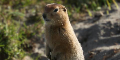 An arctic ground squirrel arctic ground squirrel