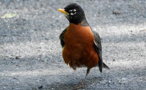 Photo credit: Gregory Gough, Smithsonian’s National Zoo bird standing on road on one leg