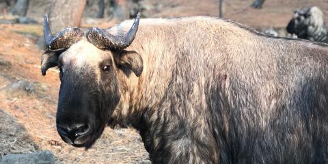 Takin at the Motithang Takin Preserve in Thimpu, Bhutan.