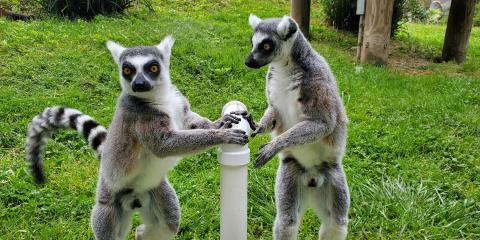 Ring-tailed lemurs Tom Petty (left) and Birch hold onto a PVC "t-stand" in their outdoor yard.