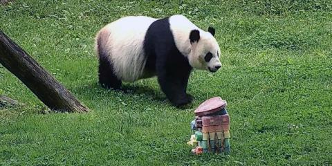 Giant panda Mei Xiang eats a "rainbow" cake in honor of Pride 2020 at the Smithsonian's National Zoo's Asia Trail habitat.