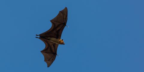 A flying fox in Myanmar. Flying Fox