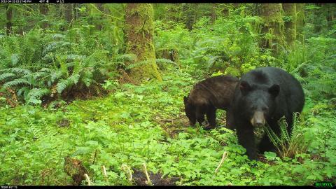 A pair of American black bears in Washington state. American black bear and cub in Washington State.