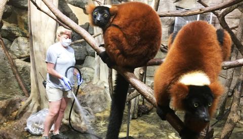 Small Mammal House keepers clean the lemur exhibit.