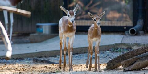 Dama gazelle calves Gustav (left) and Amaya (right) explore their habitat at the Cheetah Conservation Station.