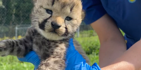 One of Echo's five cubs, pictured here during a weight check. The cubs are active, vocal and very mobile! Closeup of a tiny cheetah cub looking into the camera. A keeper wearing blue gloves is supporting its body.