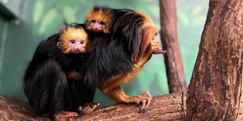 Newborn golden-headed lion tamarin twins cling to father Coco's back.