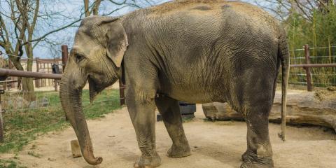 Asian elephant Swarna at the Elephant Trails exhibit.
