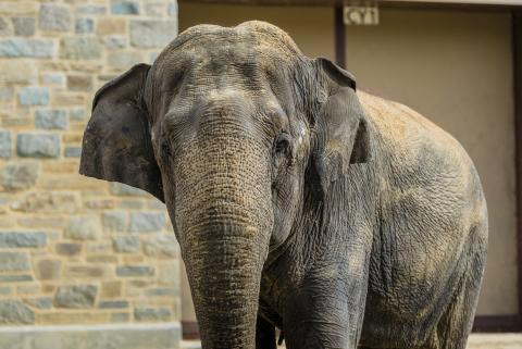 Asian elephant Shanthi at the Smithsonian's National Zoo.