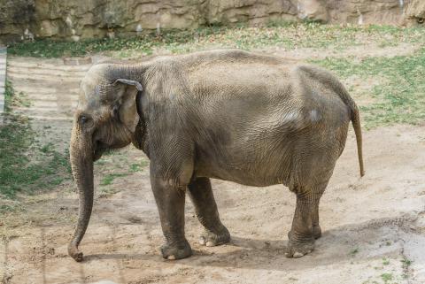Asian elephant Kamala explores her habitat.