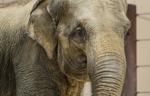 Close-up of Asian elephant Maharani's face.