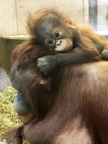 When Batang needs both hands free, she prefers to carry Redd on top of her head! Batang and Redd (infant)