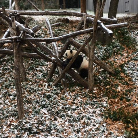 Mei Xiang in the snow.