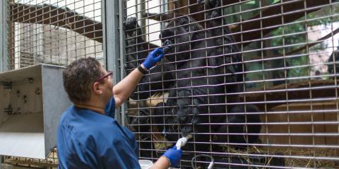 Primate keeper Melba Brown uses an ultrasound probe on pregnant western lowland gorilla Calaya. For her participation in this training, Calaya is rewarded with her favorite food: grapes. Western lowland gorilla Calaya participates in an ultrasound with animal keeper Melba Brown.