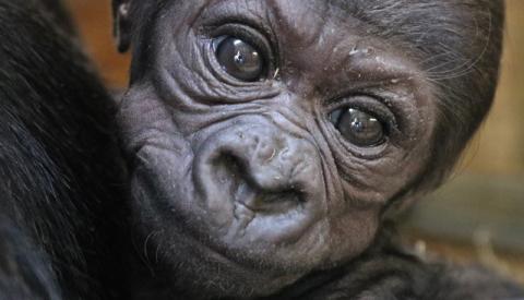 Western lowland gorilla Moke at the Smithsonian's National Zoo.