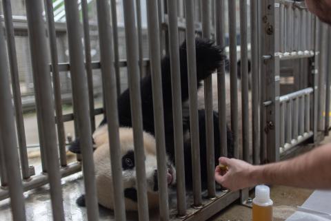 Giant panda Mei Xiang receives treats while participating in a voluntary ultrasound. Veterinarians perform routine ultrasounds each week to track changes in her reproductive tract. It is still too early to determine if she is pregnant or experiencing a pseudopregnancy. The only way to definitively determine if a giant panda is pregnant before she gives birth is to detect a developing fetus on an ultrasound. A female’s hormones and behavior will mimic a pregnancy even if she is not pregnant. Giant panda Mei Xiang receives treats while participating in a voluntary ultrasound.
