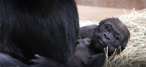 Western lowland gorilla Moke at 7 weeks old.