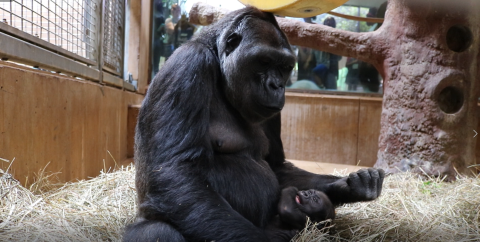 Calaya cradles Moke at the Great Ape House as visitors try to catch a glimpse of the 7-week-old infant. Calaya cradles 7-week-old Moke in the Great Ape House.