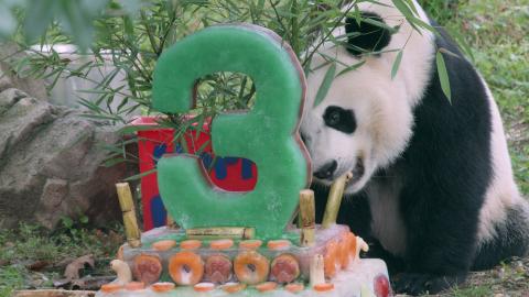Giant panda Bei Bei celebrates his birthday at the Smithsonian's National Zoo with a cake. Photo Credit: Roshan Patel/Smithsonian's National Zoo Bei Bei turns three years old.
