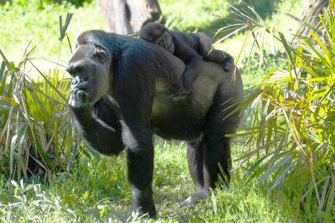 Western lowland gorilla Moke was born to mom, Calaya, in April 2018. Gorillas Calaya and Moke at the Great Ape House outdoor yard.