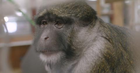 Allen's swamp monkey Nub Armstrong.