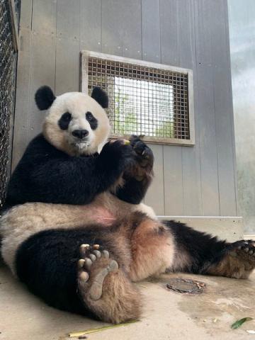 Giant panda Mei Xiang eating a fruitsicle. Mei Xiang eating a fruitsicle.