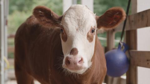 Hereford calf Willow arrived at the Kids' Farm Aug. 13, 2019. Hereford calf Willow at the Kids' Farm.