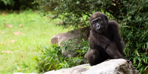 1.5-year-old western lowland gorilla Moke sits in the Great Ape House yard atop a rock.