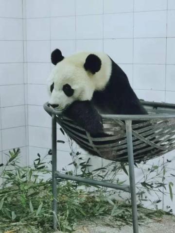 Bei Bei in his hammock at the Bifengxia Panda Base in China. Bei Bei in his hammock at the Bifengxia Panda Base.