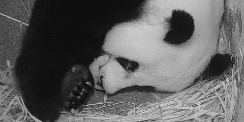 Giant panda Mei Xiang and her cub, which was born Aug. 21, 2020.