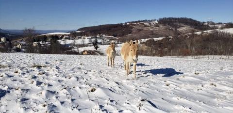 The Persian onagers and their foals enjoying 6 inches of snow Jan. 8, 2020. A Persian onager, a light brown equid, walking in the snow with a foal behind her.