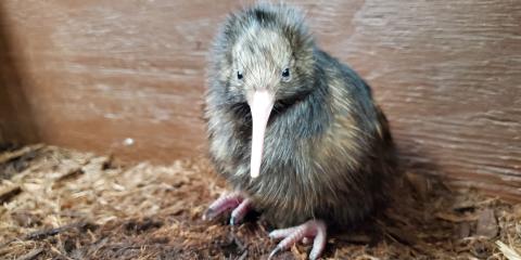 A wee kiwi! This chick hatched April 28 at the Smithsonian Conservation Biology Institute. This kiwi chick hatched at the Smithsonian Conservation Biology Institute April 28, 2020.