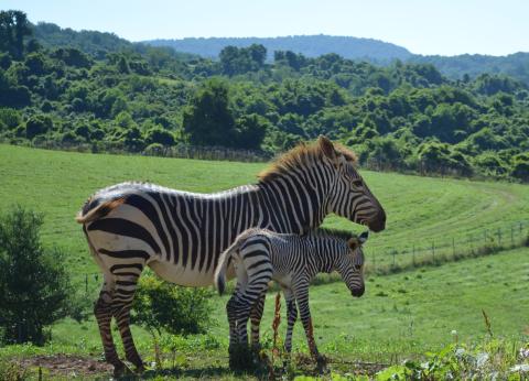A male Hartmann's mountain zebra foal was born overnight July 2 at the Smithsonian Conservation Biology Institute in Front Royal, Virginia. For the first time in the Smithsonian Conservation Biology Institute’s (SCBI) history, ungulate keepers celebrated the birth of a male Hartmann’s mountain zebra at the Front Royal, Virginia, facility. The colt was born overnight July 2, 2020.
