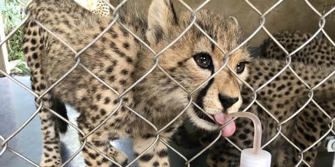 As a reward for standing still during their weigh-ins, the cheetah cubs receive beef blood from a squeeze bottle.