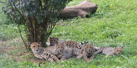Cheetah Echo and her four cubs: Amabala, Jabari, Hasani and Erindi. Cheetah Echo and her 4-month-old cubs at the Smithsonian Conservation Biology Institute.