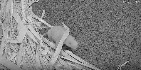 The bigger the giant panda cub gets, the more distinct its markings get. If you look closely, you can very clearly see black eye patches starting to come in.