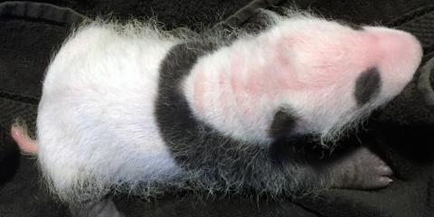 Keepers performed a quick exam on the giant panda cub Sept. 13. It appears to be healthy and strong! A close up photo of the 3-week-old giant panda cub.