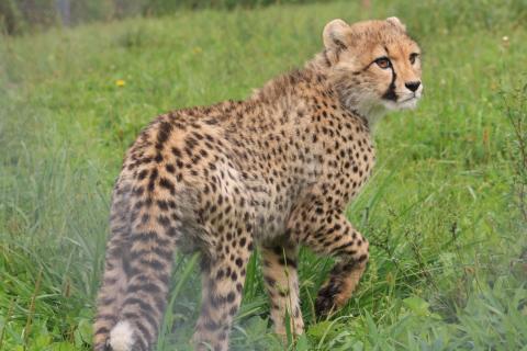 A five-month old cheetah cub explores its habitat at the Smithsonian Conservation Biology Institute.