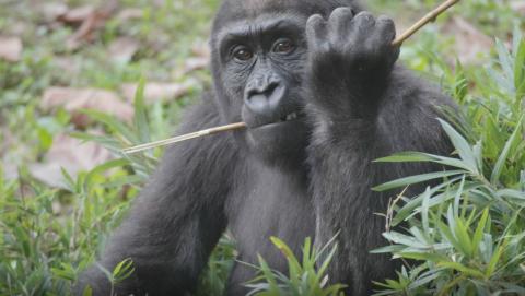 Western lowland gorilla Moke chews on some browse in the Great Ape House outdoor yard.
