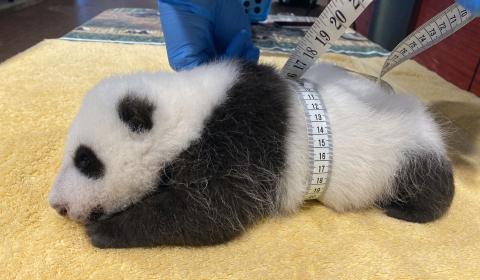 Our plump panda added an entire inch around his midsection! His abdominal girth measured 13.7 inches. Giant panda keeper Marty Dearie measures the male giant panda cub's abdominal girth.