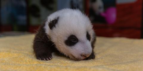 The Zoo's 7-week-old giant panda cub receives a routine check-up.