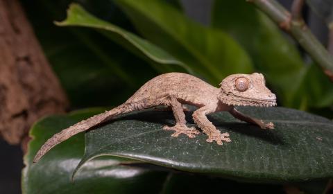 This Henkel's leaf-tailed gecko hatched over the summer. Henkel's leaf-tailed gecko hatchling