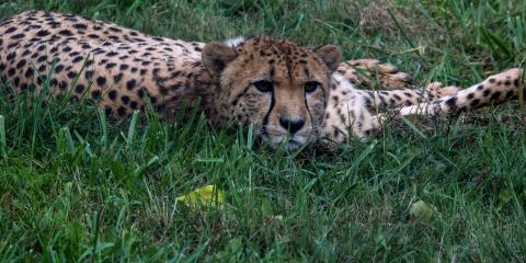 10-year-old Cheetah, Nick, lays in the grass.